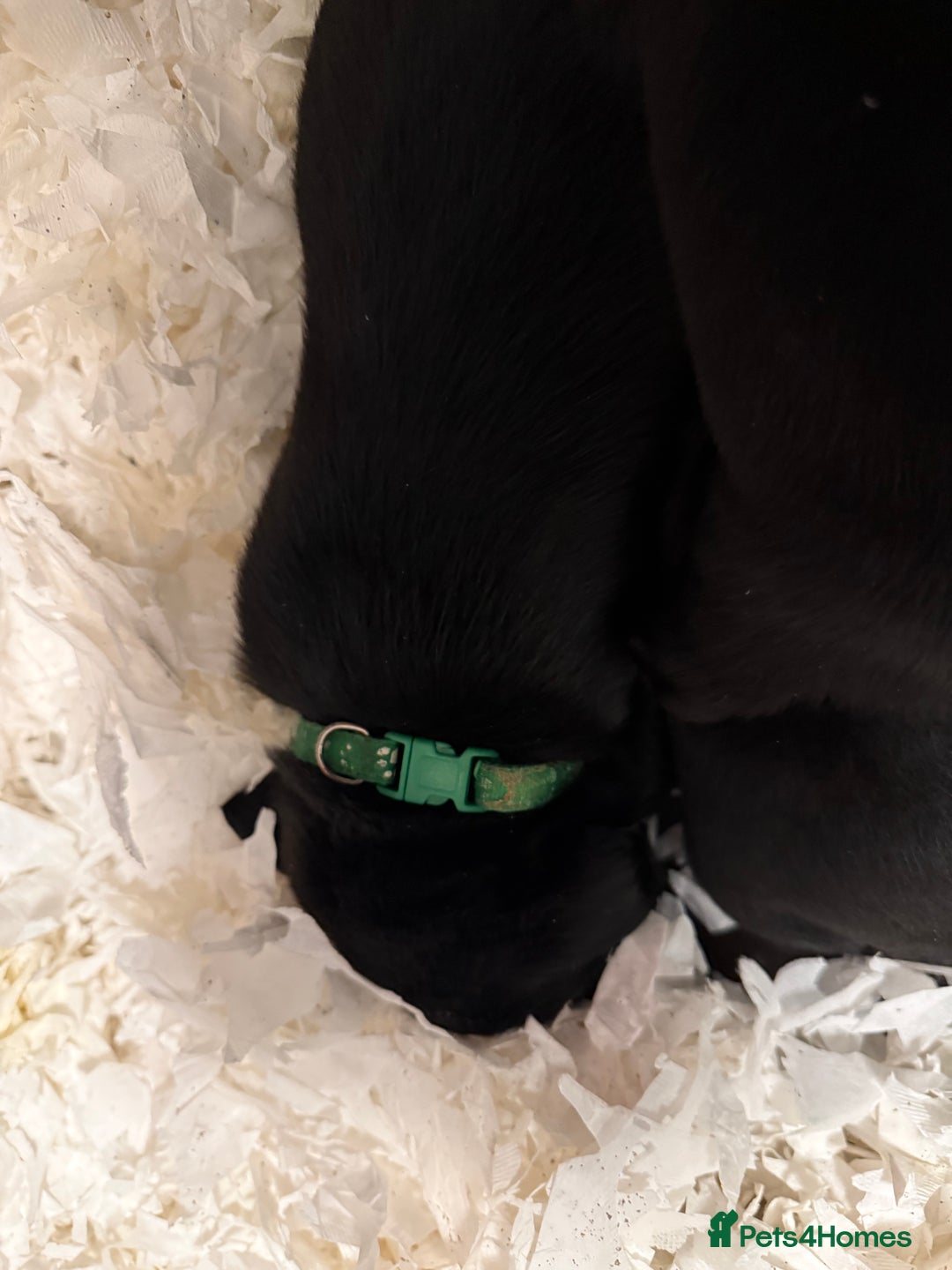 Labrador Retriever dogs for sale: LABRADOR PUPPIES FULL PEDIGREE K. C REG. - Advert 10