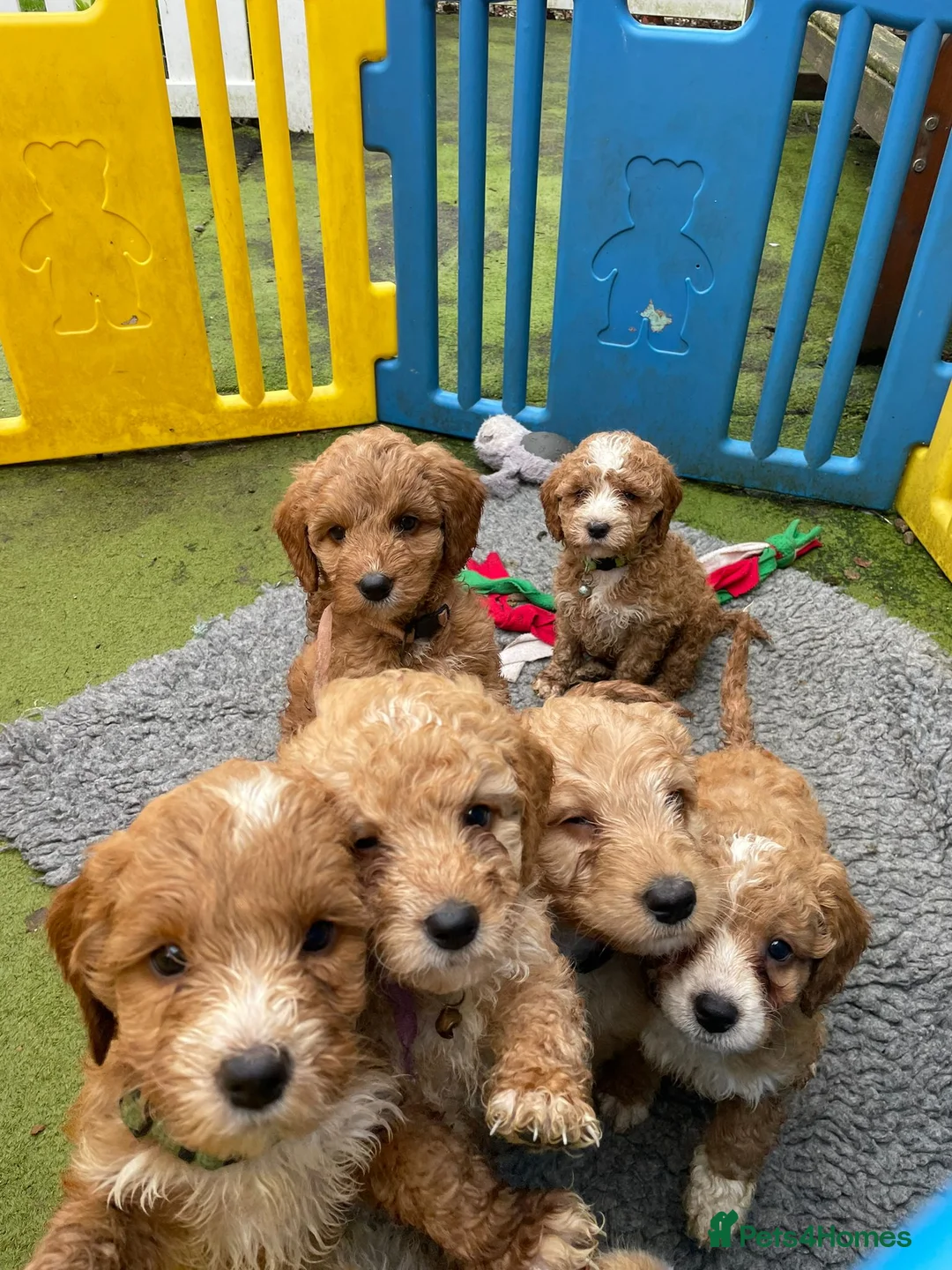 Gallery Image {{count}}