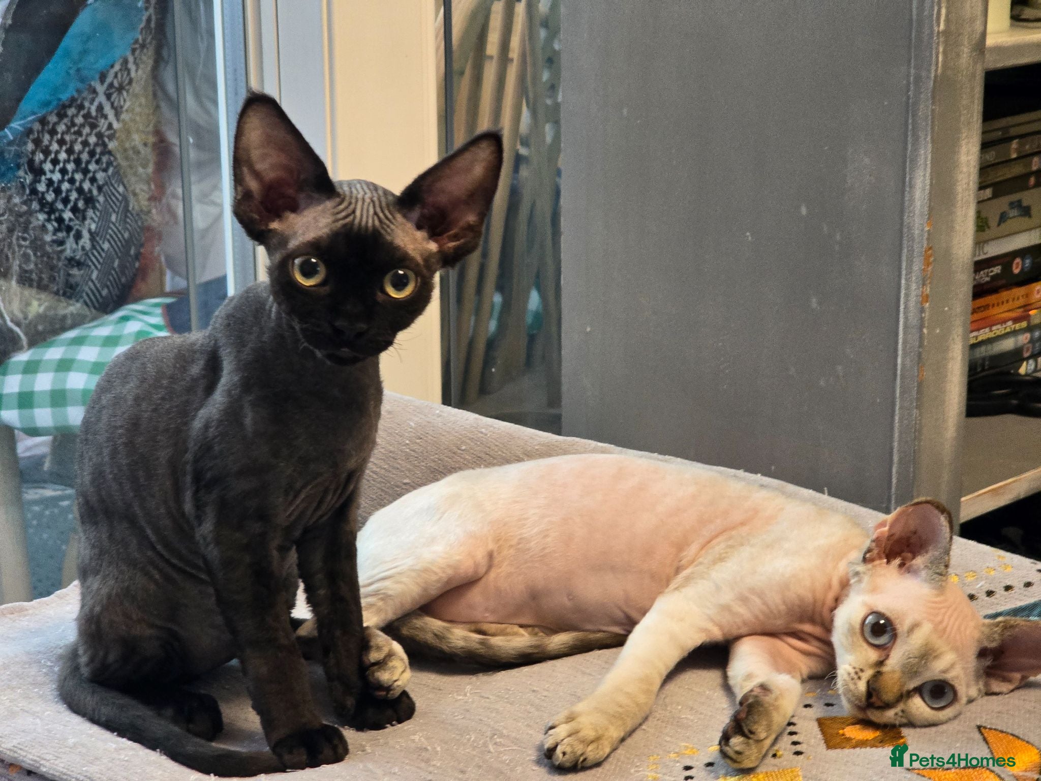 Devon Rex cats Ready now Black Devon Rex boy - Advert 19