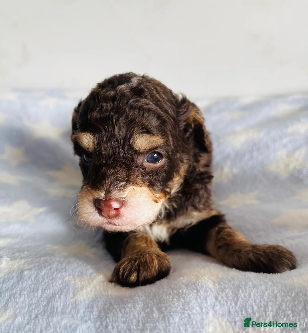 Cockapoo dogs for sale: Fully DNA tested stunning Cockapoo puppies - Advert 3