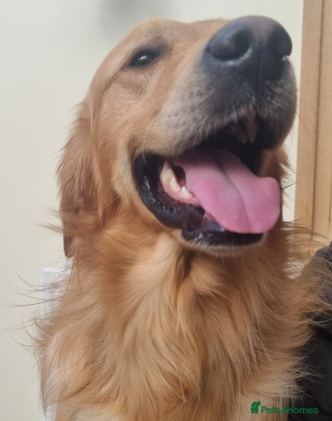 Golden Retriever dogs for stud: EXTENSIVELY HEALTH TESTED, KC Reg PROVEN in Bishop Auckland - Image 3