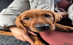 Labrador Retriever dogs for sale: 5*Licenced home breeder fox red lab working lines  - Image 12