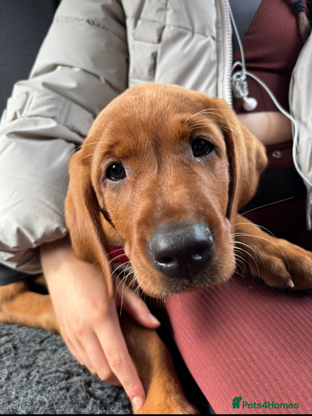 Labrador Retriever dogs for sale: 5*Licenced home breeder fox red lab working lines  - Image 12