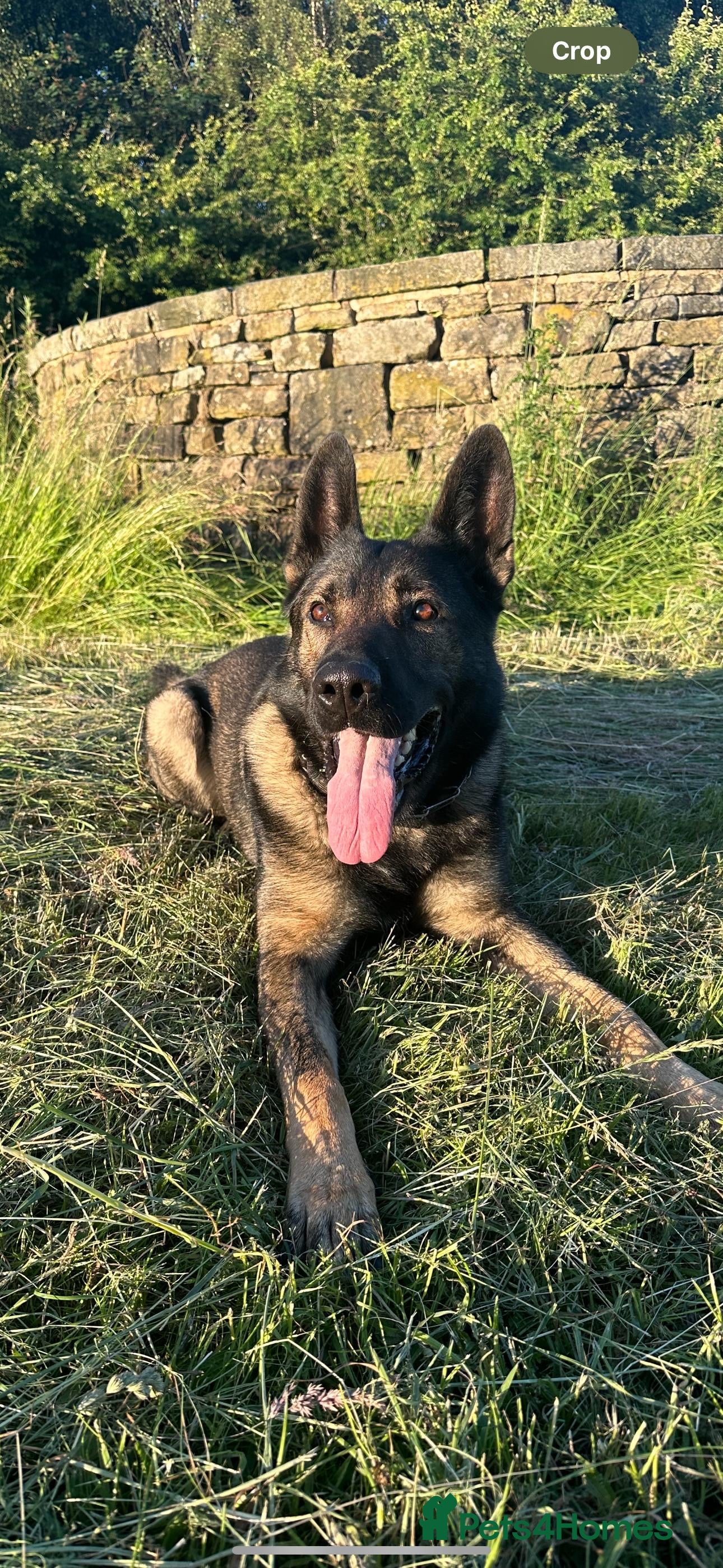 German Shepherd dogs Tyshunde memphis - Advert 4