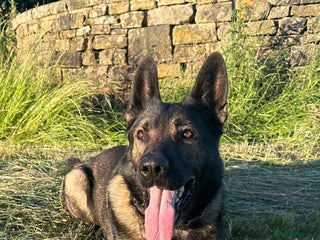 German Shepherd dogs Tyshunde memphis - Advert 4