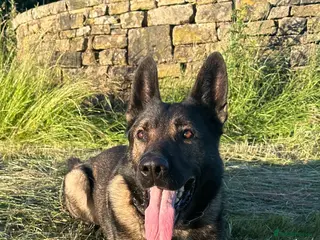 German Shepherd dogs Tyshunde memphis - Advert 4