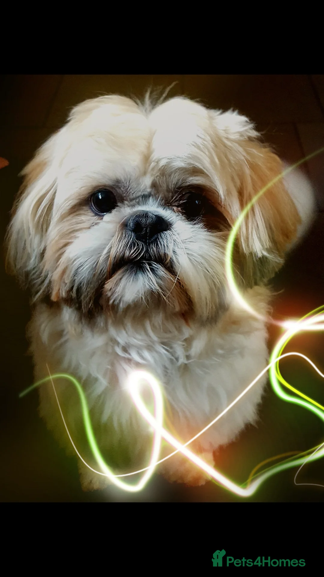 Shih Tzu dogs for stud: Stud dog in Bridgend - Advert 13