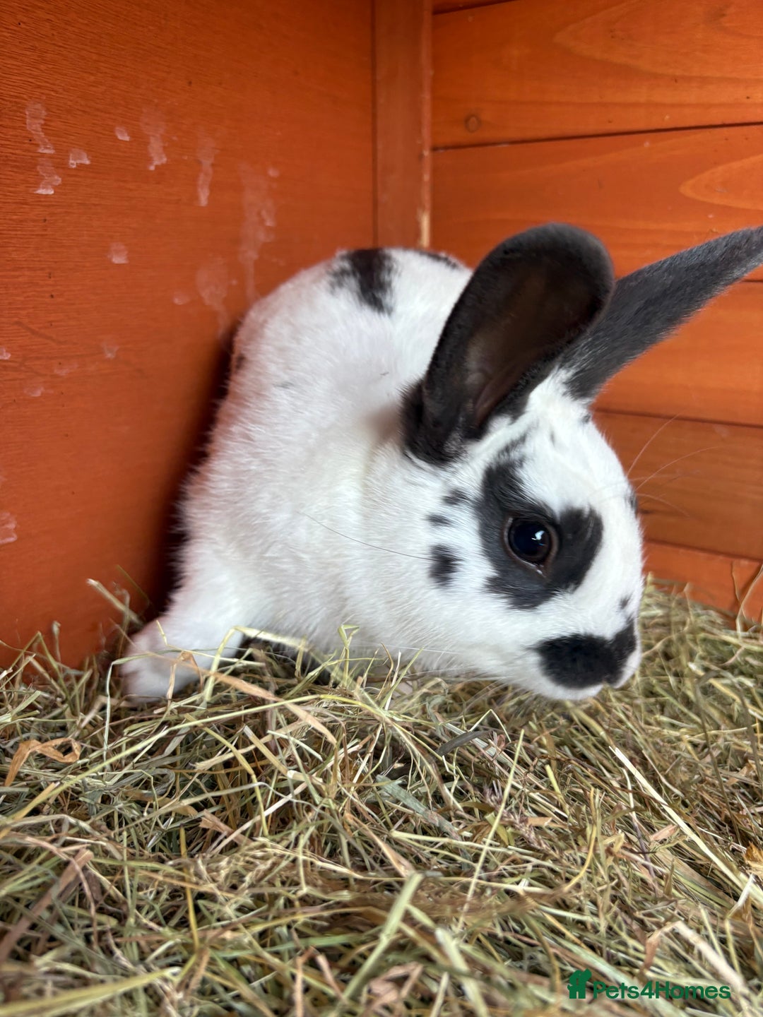 English rabbits for sale: Baby Rabbits  - Image 4