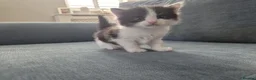 Mixed Breed cats for sale: Fluffy kittens  - Advert 7
