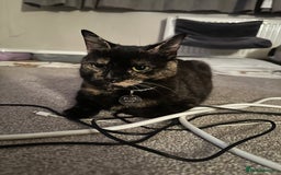 Domestic Shorthair cats for sale: 1yr old tortoiseshell looking for a loving home - Image 1