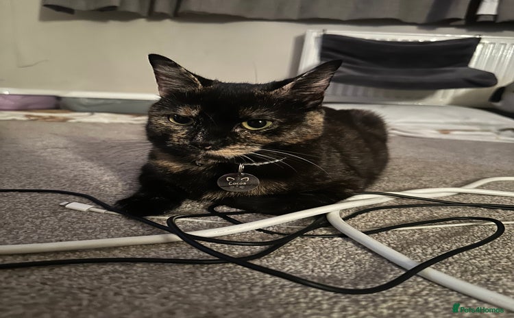 Domestic Shorthair cats - Advert 1