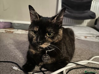 Domestic Shorthair cats - Advert 17