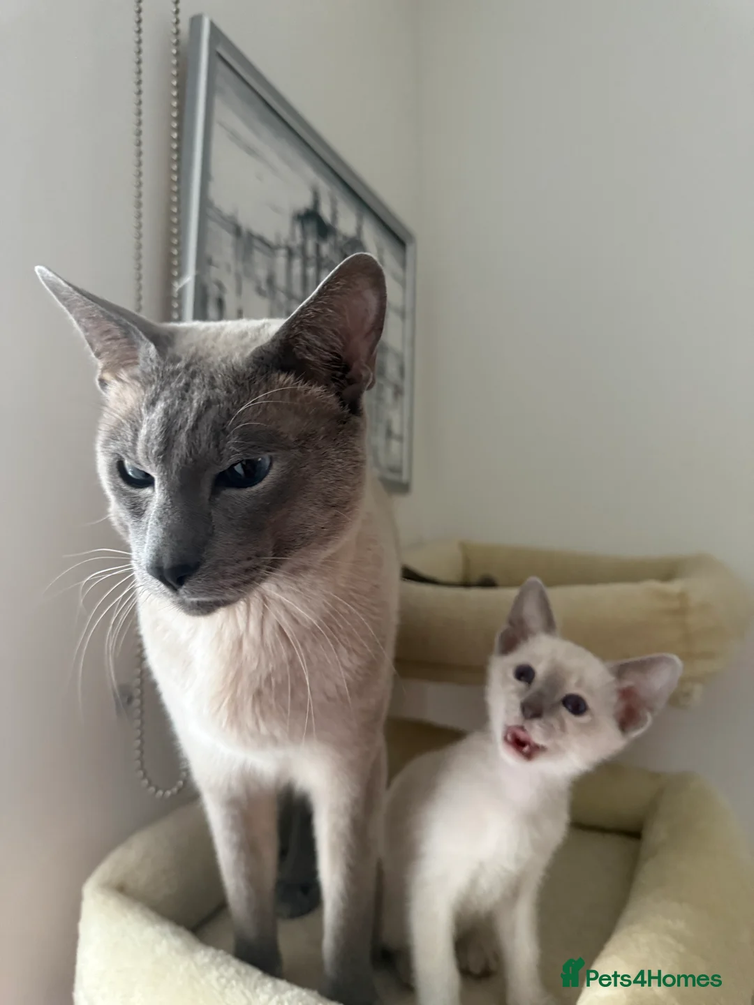 Siamese cats for sale: 3 adorable Siamese kittens 😻 - Advert 14