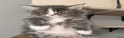 Maine Coon cats for sale: 🐾 FULLY REGISTERED PEDIGREE MAINE COON KITTENS 🐾 - Advert 4