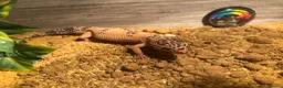 Leopard Gecko reptiles for sale: Terrarium with gecko in Ilford - Advert 3