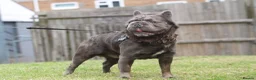 French Bulldog dogs for stud: Big rope fluffy french bulldog  - Advert 4