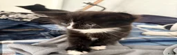Mixed Breed cats for sale: Kittens for sale - Advert 4