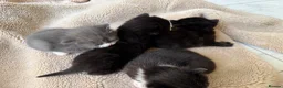 Domestic Shorthair cats for sale: British shorthair crossbreed - Advert 15