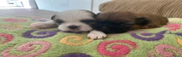 Shih Tzu dogs for sale: ** 2 Beautiful Shihtzu Girl Available  ** in Cambridge - Advert 5