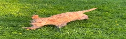 Cockapoo dogs for sale: Red & Apricot Cockapoo Puppies in Airdrie - Advert 26