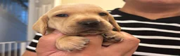 Miniature Dachshund dogs for sale: KC reg smooth hair miniature dachshund  - Advert 3
