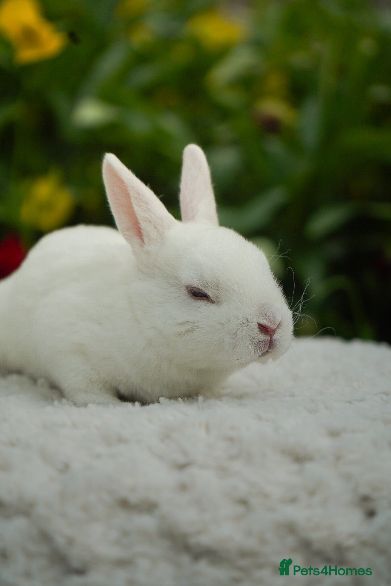 Rex rabbits for sale: Vienna Mini Rex in Ellesmere - Advert 4