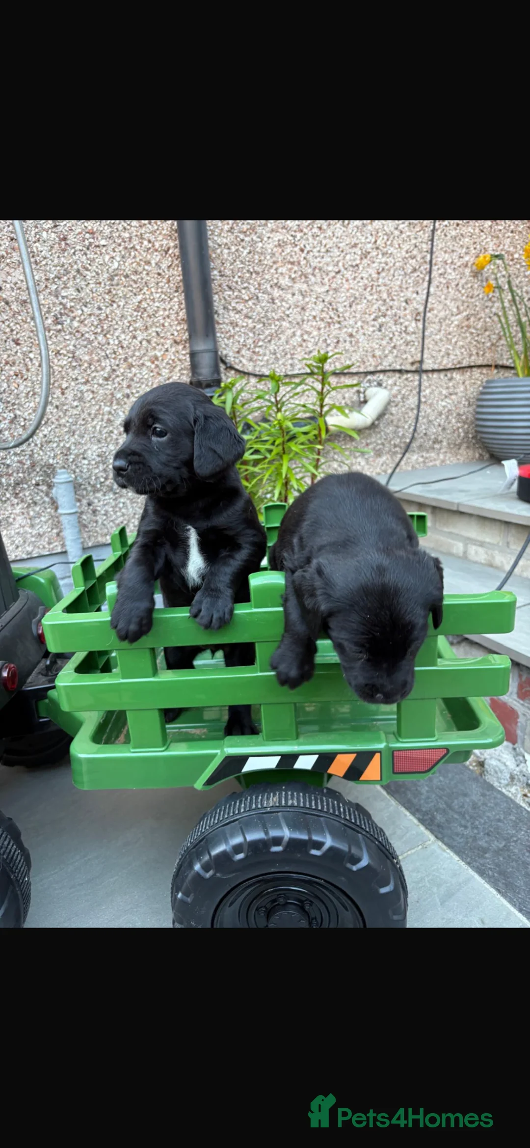 Springador dogs for sale: Springador puppies  - Advert 4