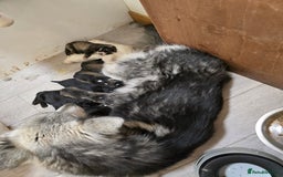 Mixed Breed dogs for sale: German Shepherd X Puppies - Image 9