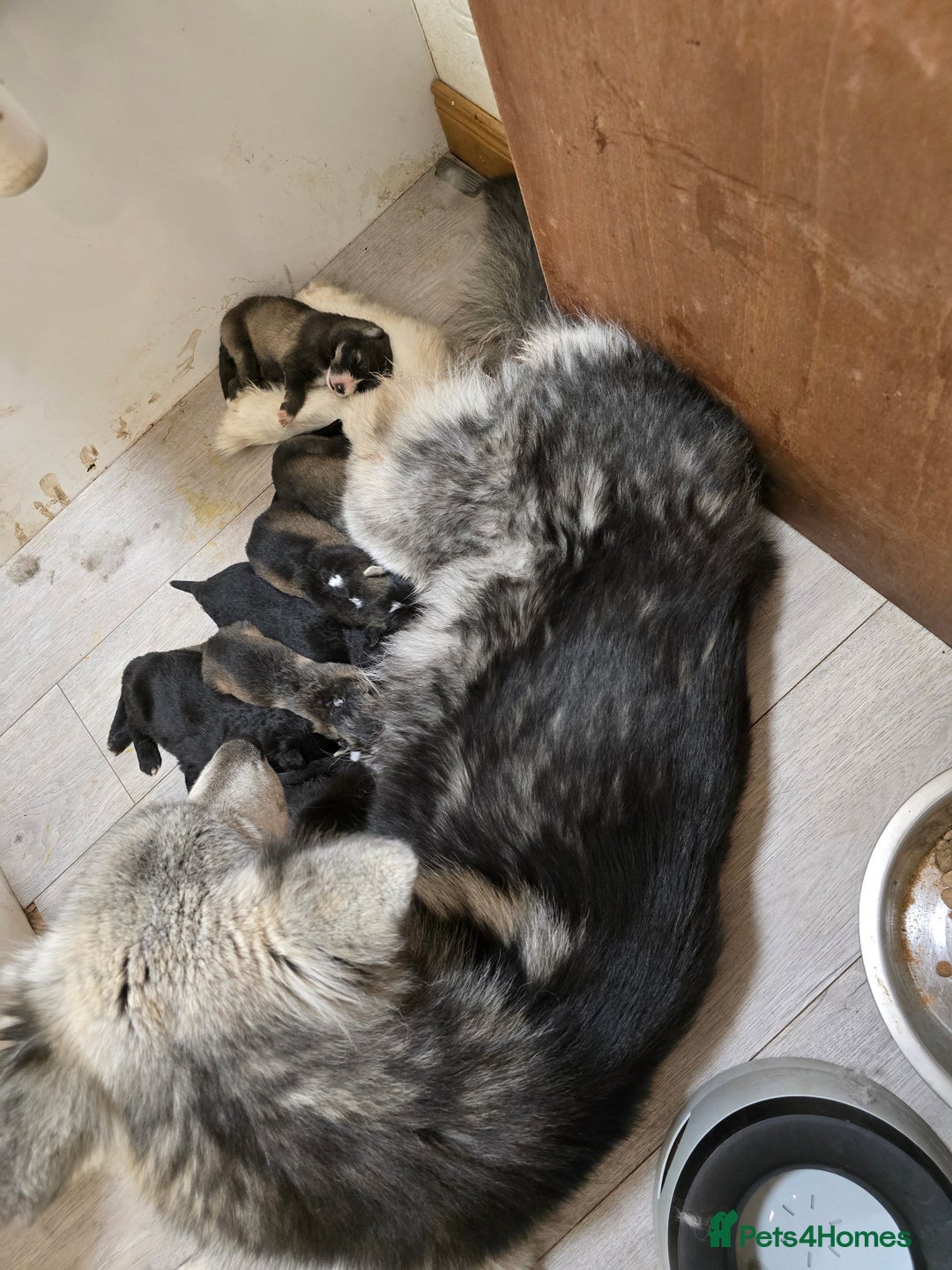 Mixed Breed dogs for sale: German Shepherd X Puppies - Image 9