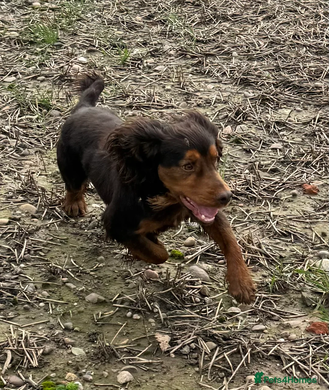 Cocker Spaniel dogs for stud: Stunning Chocolate & Tan Cocker Proven Stud in Burton-on-Trent - Advert 12