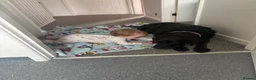 Labrador Retriever dogs for sale: Beautiful 8-Year-Old Labrador  - Advert 4
