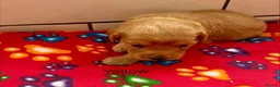Labradoodle dogs for sale: Miniature Labradoodles frm licensed Exp breeder - Advert 8
