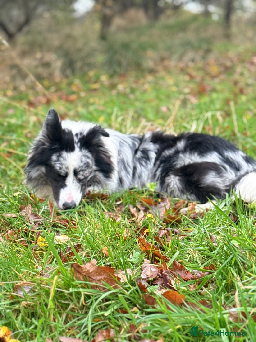 Border Collie dogs for sale: 9 Month old KC Reg, Show Line, Male Border Collie - Advert 7