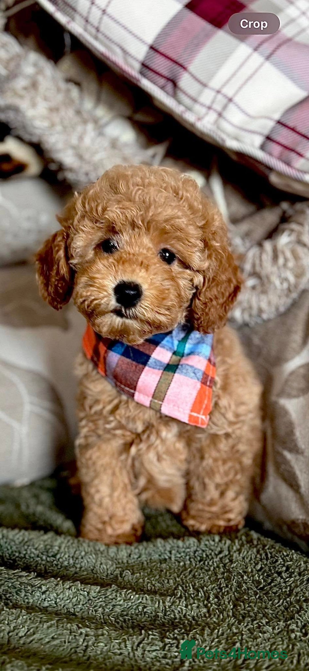 Miniature Poodle dogs for sale: Top Class Kc Reg Mini Poodles - Ready Now   - Image 1