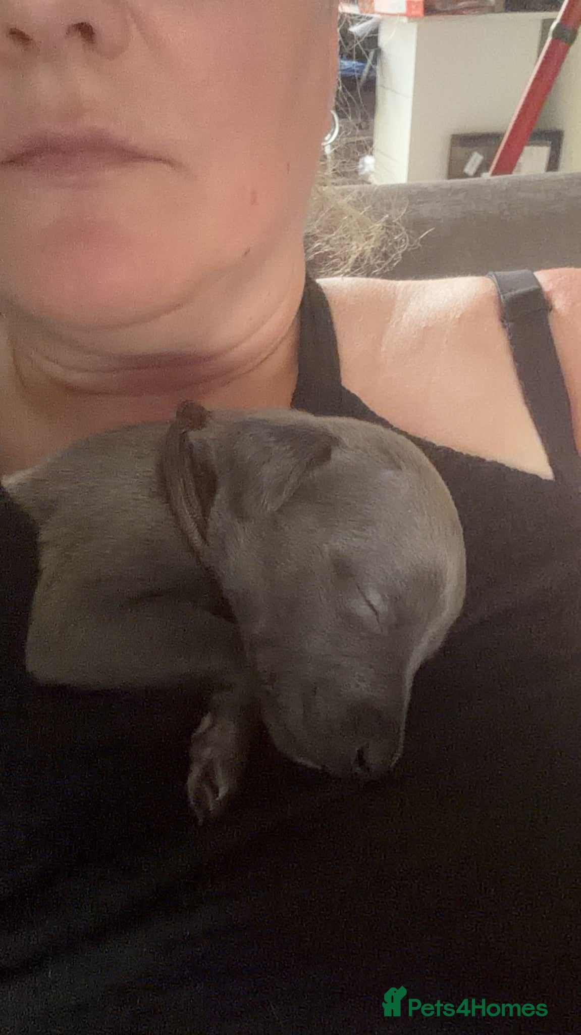 Whippet dogs One left , whippet puppy , blue female  - Advert 2