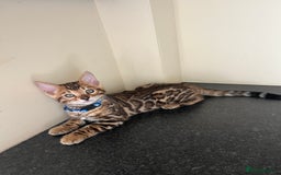 Bengal cats for sale: Available Pure Bengal kittens now! ♥️ - Image 11