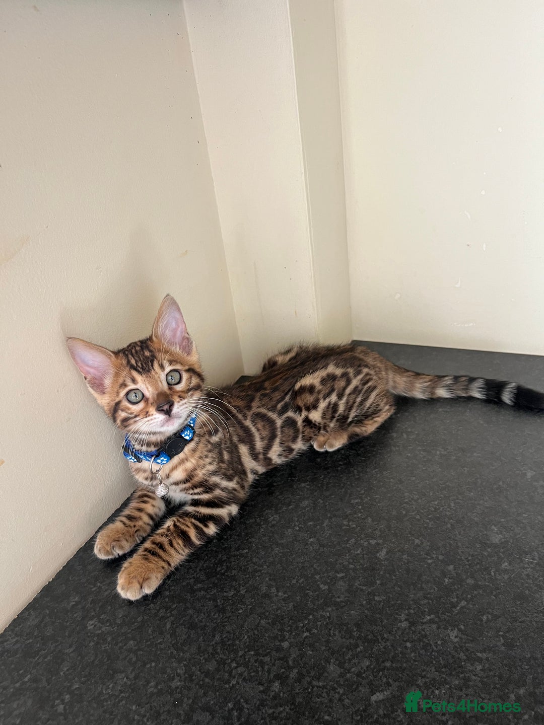 Bengal cats for sale: Available Pure Bengal kittens now! ♥️ - Image 11