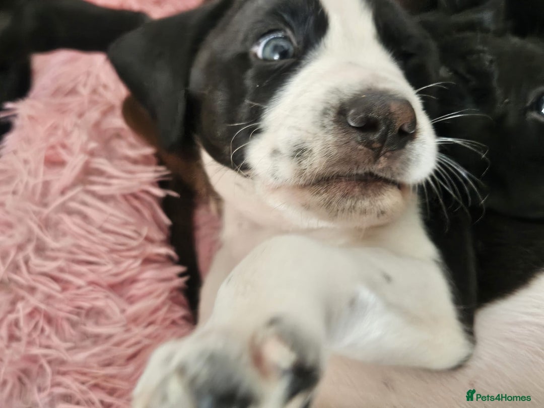 Staffordshire Bull Terrier dogs for sale: Staffie x Cockapoo puppies - Image 10