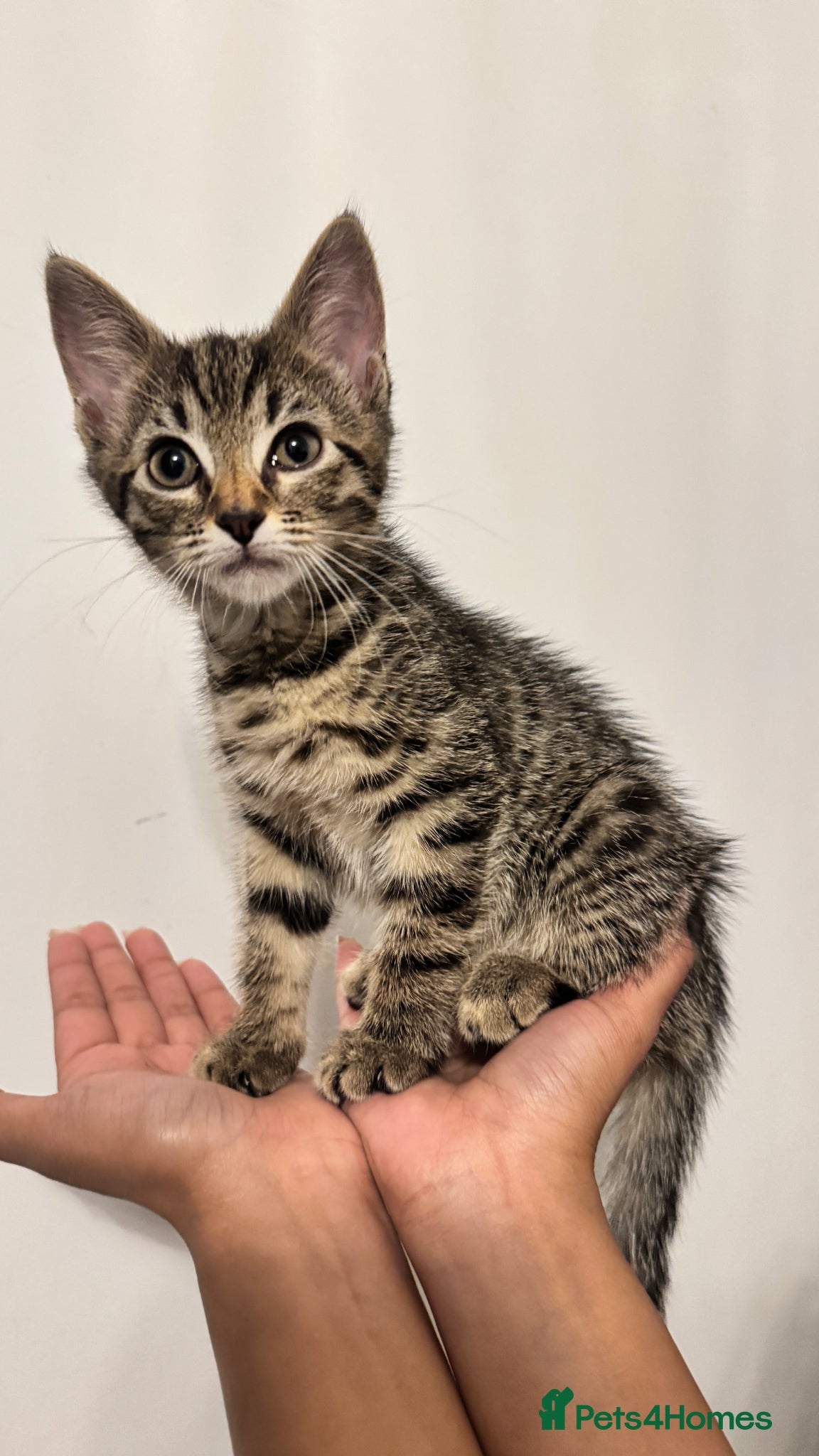 British Shorthair cats for sale: Tabby Kittens in London - Advert 4