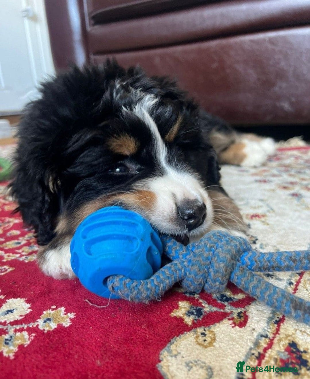 Bernese Mountain Dog dogs for sale: STUNNING CHUNKY BERNESE PUPPIES HEALTH CHECKED - Advert 2