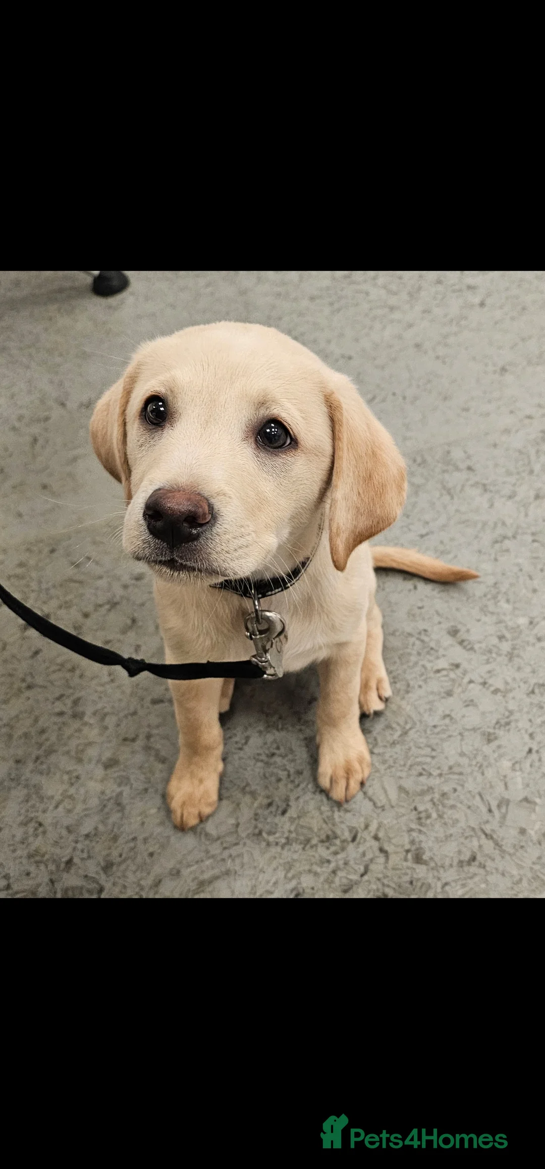 Labrador Retriever dogs for sale: Lovely 14 week old golden boy labrador - Advert 5