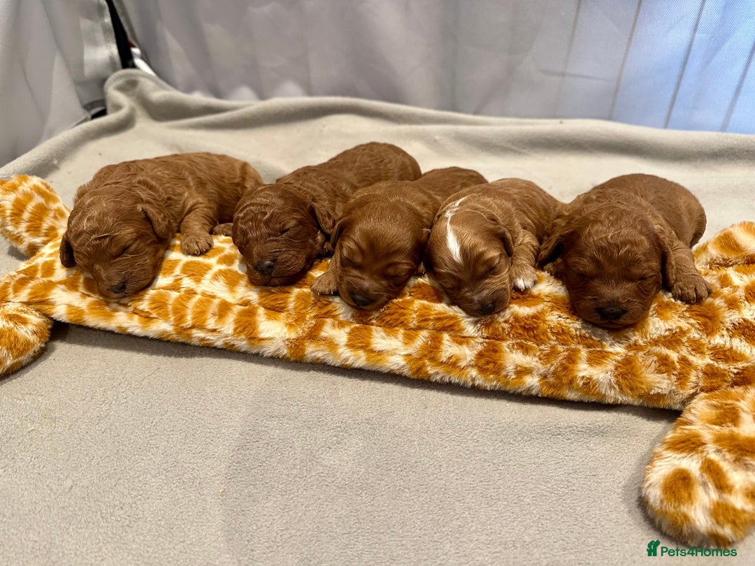 Cavapoo dogs for sale: A Premium litter of F1B Toy Cavapoo Puppies  - Advert 2