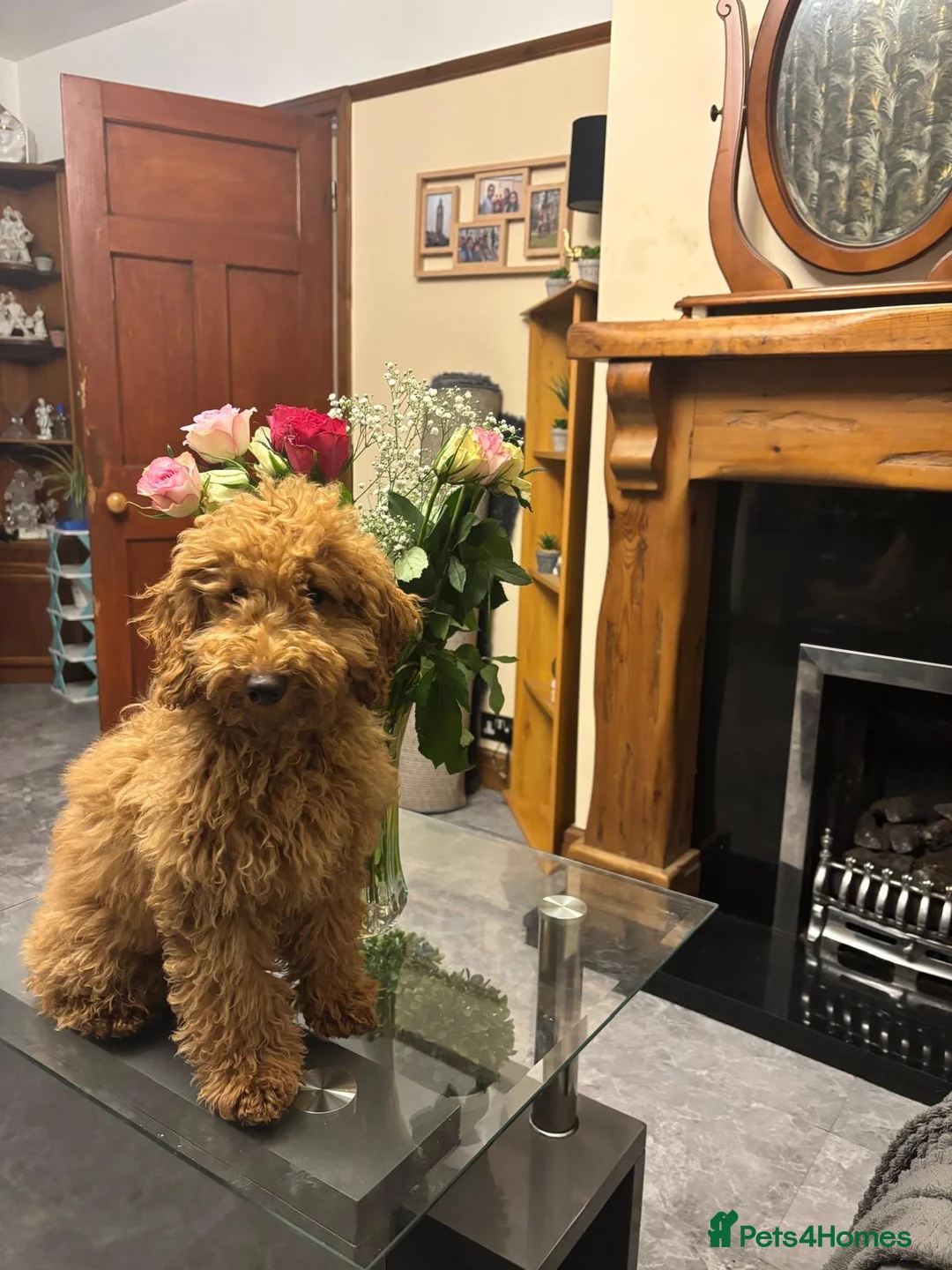 Mixed Breed dogs for sale: Jacky - poodle. - Advert 3