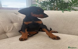 Dobermann dogs for sale: Healthy chunky European Doberman puppies - Image 21