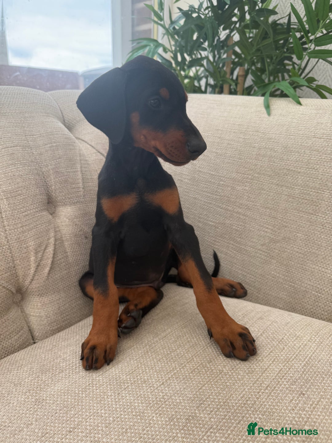 Dobermann dogs for sale: Healthy chunky European Doberman puppies - Image 21