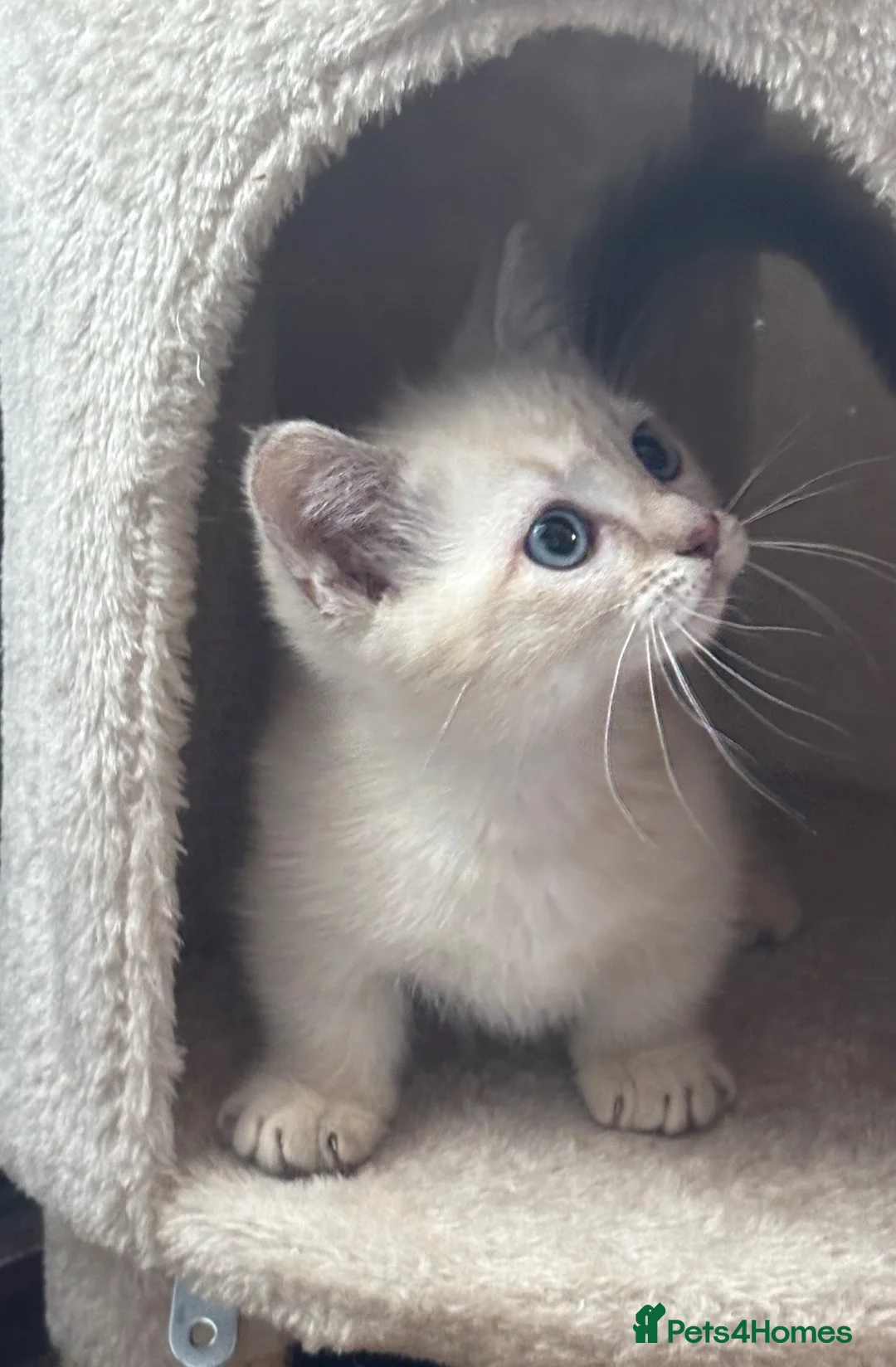Munchkin cats for sale: Stunning short legged munchkin kitten - Advert 2