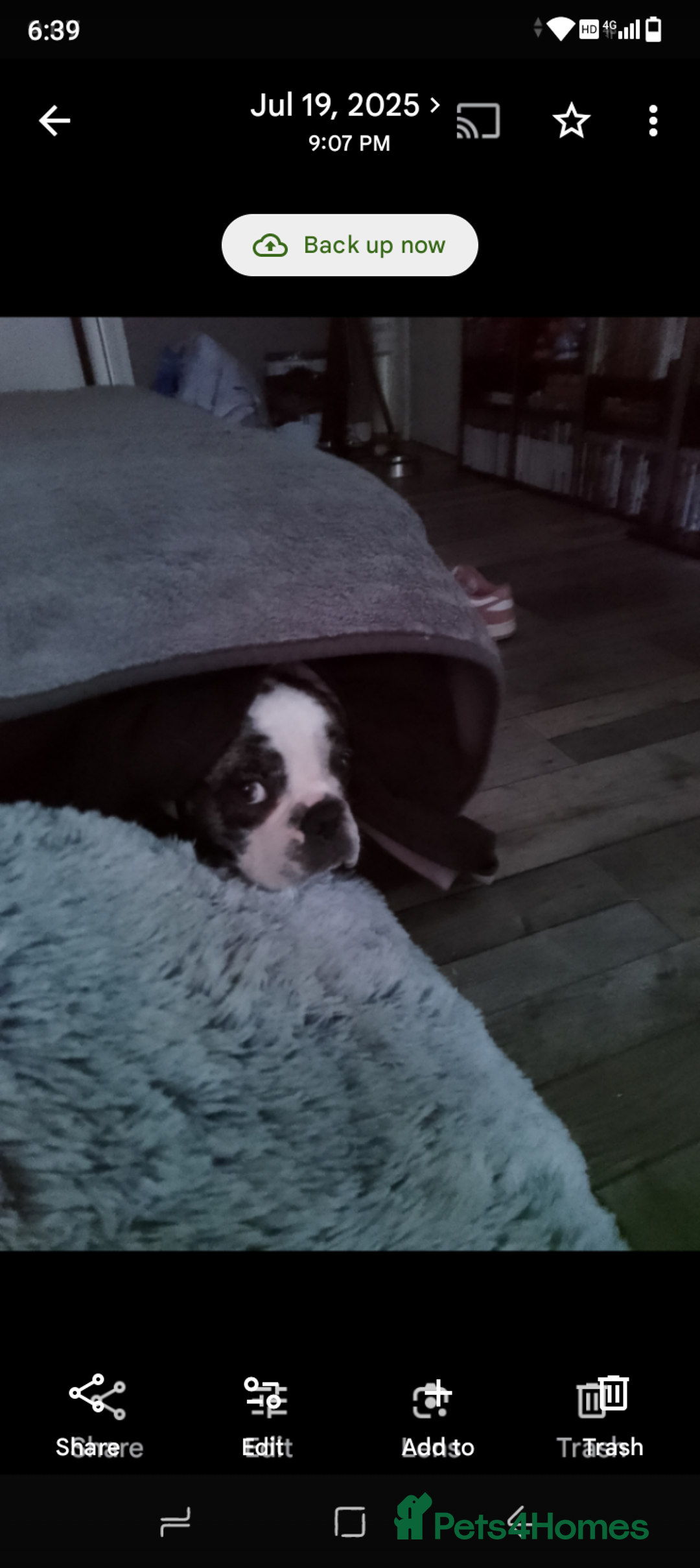 French Bulldog dogs for sale: Beautiful friendly Frenchie girl merle  - Advert 3