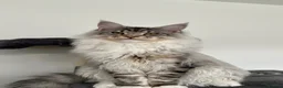 Maine Coon cats for sale: Beautiful Maine Coon Kittens - Advert 21