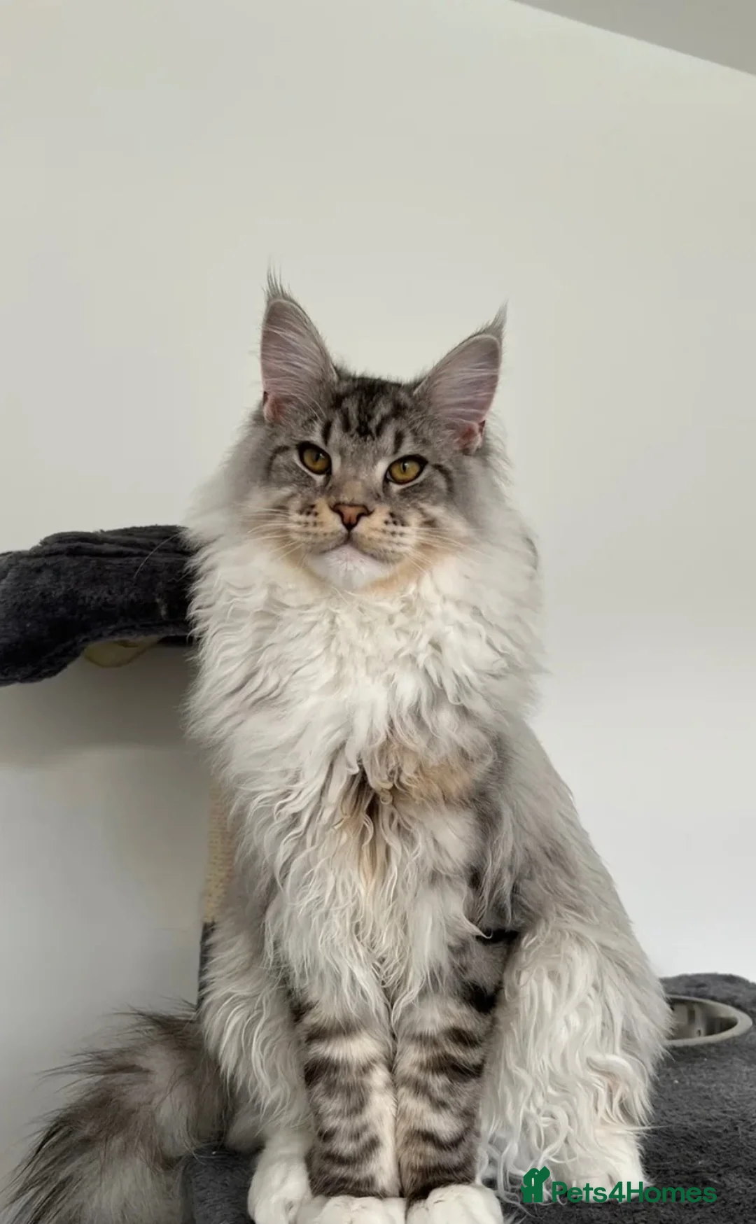 Maine Coon cats for sale: Beautiful Maine Coon Kittens - Advert 21