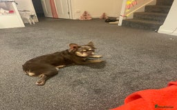French Bulldog dogs for sale: Nice French puppies  - Image 15